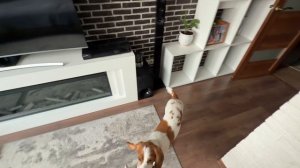 Русского спаниеля стоит заводить ?