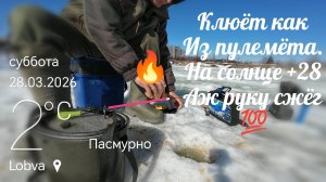 Рыбалка, Ловля живца. Кивок, крупный План.