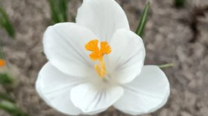 Весна в Зарядье 28.03.2026