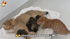 Утята и Цыплята - Кошки и котята, Собаки и щенята 340 Хвостики да Усики ❣️
