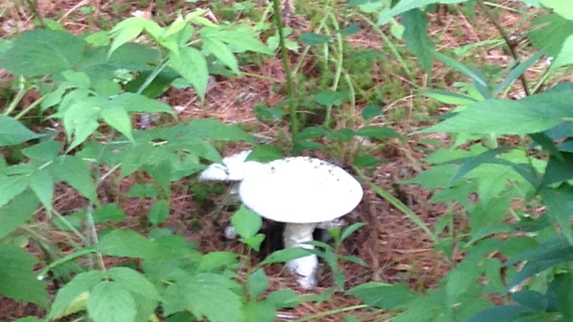 1990 Первые дни в USA