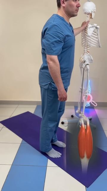 Икроножная мышца функции