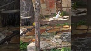 зоорк представляет реализ , про животных ....