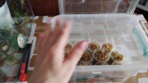 Клубни алоказий и черенки монстеры в новую тепличку ☺️