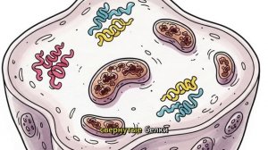 Что происходит если есть 1 раз в день (мозг, гормоны, долголетие) — Научное объяснение