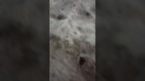 гуляем с лëшай