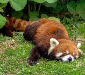 Правда или действие