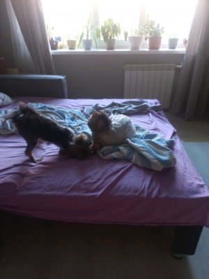 .. Варюша мяу