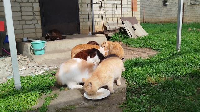 Вернулся серебристый котёнок!!! Небыло всю зиму.