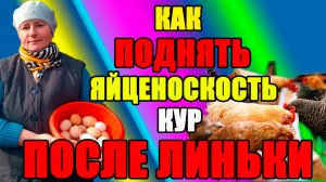 Как ПОДНЯТЬ яйценоскость после линьки. Бройлер КОББ 500.