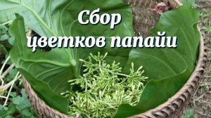 Сбор цветков папайи для продажи на рынке. Купили 40 цыплят