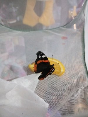 часть 2 божьей коровки