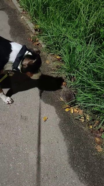 Санти увидел ежа