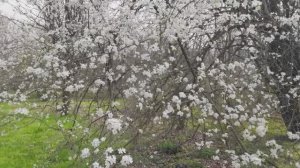 Не грусти! Весна пришла!