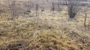 Весна идёт, весне дорогу.... Первая прогулка 😍😍😍