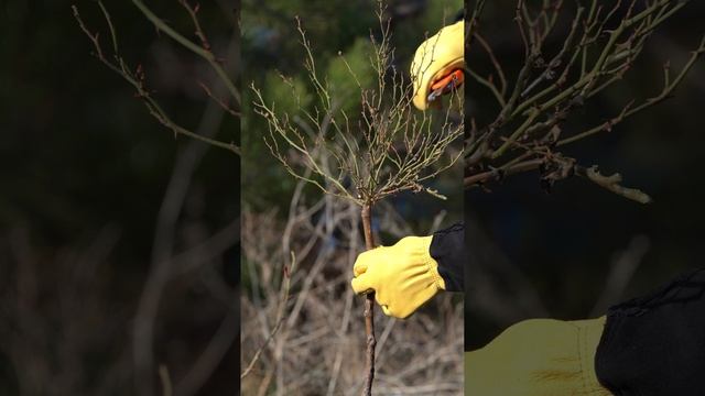 Обрезка розы на штамбе