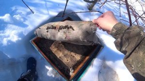 Выставка среднерусских пчел весной и подкормка! Часть 1