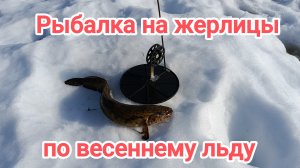 Рыбалка на жерлицы по весеннему льду.