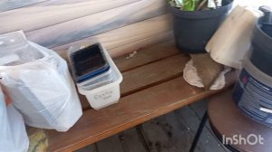 25 марта 2026 года. Обрезаю деревья и кусты. Рогатая на выгуле)))))