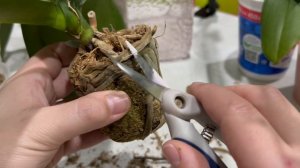 Гигиенические процедуры для новых орхидей во мху