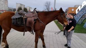 Знакомство с лошадкой.  28.03.2026