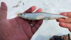 Сахалинская малоротка. Рыбалка на корюшку.