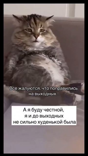 #смех #юмор #кот #животные #ржака #жиза