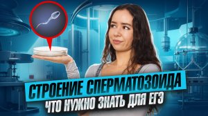 Строение сперматозоида | Жанна Казанская | Биология ЕГЭ | Умскул
