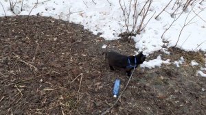 Вперед, вперед, гуляет.