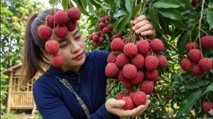 Собираю урожай личи и несу его на рынок, чтобы продать. Энн. Жизнь во Вьетнаме