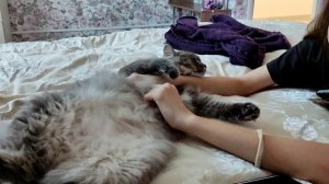 Кошка Забава. Кто в пузике живёт