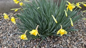 28-03/ Живём и работаем на Кубани/ Наша жизнь на юге/ Подарок/ Садовые дела/ Покупки/Готовлю/