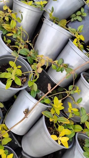 Этот день настал