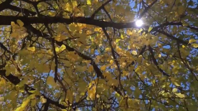 Старый мой дом!