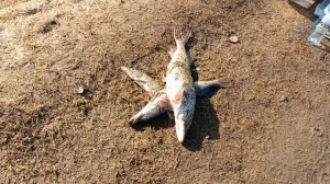 ловля щуки,щука на спиннинг РК "Фишка" Петряиха