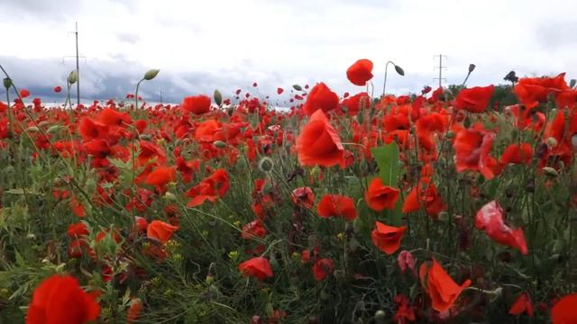 Маковое поле колышет ветер