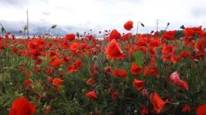 Маковое поле колышет ветер