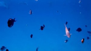 На дне Красного моря