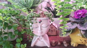 Весенние цветочные новости