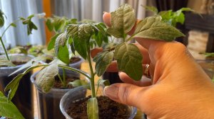 Рассада не вытягивается! Уход и важные 4 подкормки