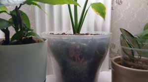 28 марта 2026 г.Рассада,комнатные растения.