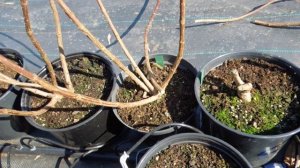 28.03.26г. Обрезка метельчатой гортензии на площадке и формировка куста после разлома снегом.