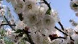 Что так сердце растревожено....