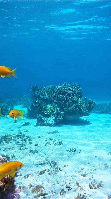 Подводный мир: яркие рыбы и кораллы #подводныймир #рыбы #кораллы