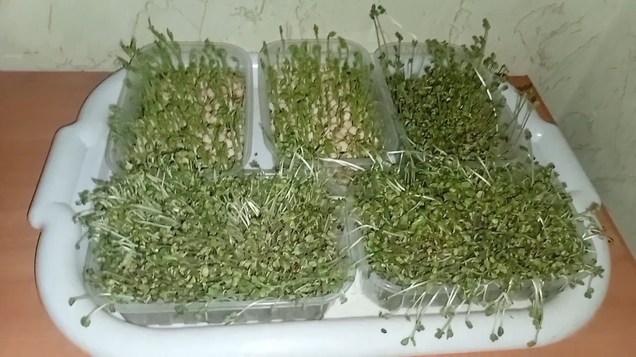 Мой первый опыт по выращиванию микрозелени