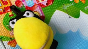 Морская свинка и ворона Ася