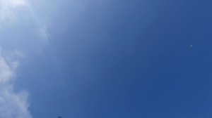 28.03.26 г. Андижанская порода голубей (3)