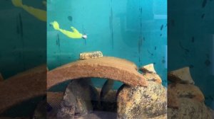 Слоник вибро - приманка для щуки и судака