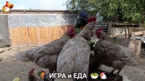 Кормление кур овощами и фруктами для зарядки и от скуки 🥗🐓🤗  (79)