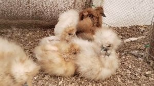 Китайские шелковые цыплята, первые в этом году♥️🐣🥰